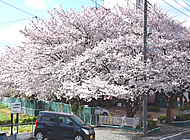 病院手前側のさくら