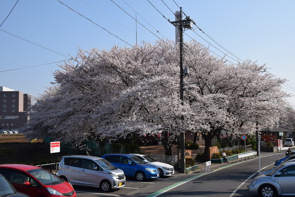 花まつり