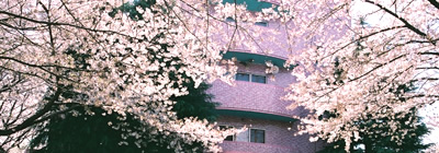 小板橋病院のさくら満開